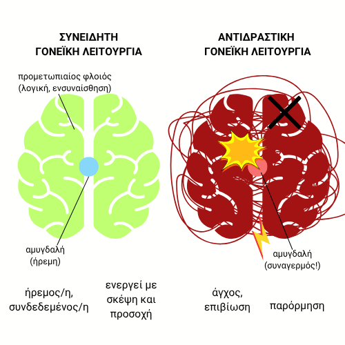Διάγραμμα εγκεφάλου που συγκρίνει τη συνειδητή και την αντιδραστική γονεϊκή λειτουργία. Στη συνειδητή λειτουργία (πράσινος εγκέφαλος), ο προμετωπιαίος φλοιός (λογική, ενσυναίσθηση) και η ήρεμη αμυγδαλή είναι ενεργά, με λέξεις κλειδιά: ήρεμος/η, συνδεδεμένος/η, ενεργεί με σκέψη και προσοχή. Στην αντιδραστική λειτουργία (κόκκινος εγκέφαλος), η αμυγδαλή είναι σε συναγερμό και ο προμετωπιαίος φλοιός είναι απενεργοποιημένος, με λέξεις κλειδιά: άγχος, επιβίωση, παρόρμηση.